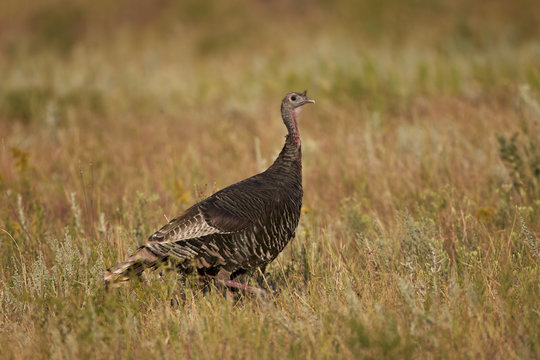 Wild turkey (Meleagris gallopavo), Custer State Park, South Dakota