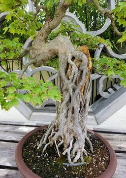 Bonsai landscape detail with miniature tree trunk in front of an ornate Chinese window