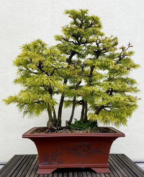 Bonsai and Penjing landscape with miniature deciduous trees in a tray
