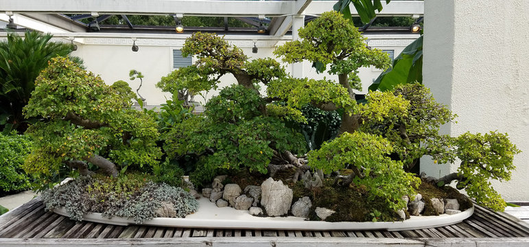 Bonsai and Penjing landscape with miniature deciduous trees in a tray