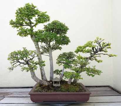 Bonsai and Penjing landscape with miniature ficus trees in a tray