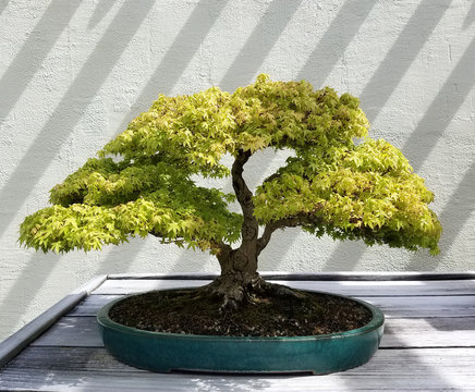 Bonsai and Penjing landscape with miniature deciduous maple tree in a tray