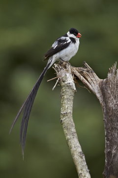 Male pin-tailed whydah (Vidua macroura), Addo Elephant National Park