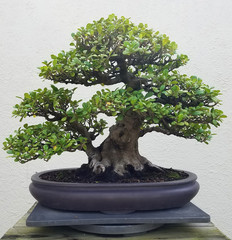 Paysage de bonsaï et de Penjing avec un ficus miniature dans un plateau