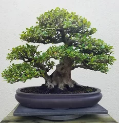 Papier Peint photo Bonsaï Paysage de bonsaï et de Penjing avec un ficus miniature dans un plateau