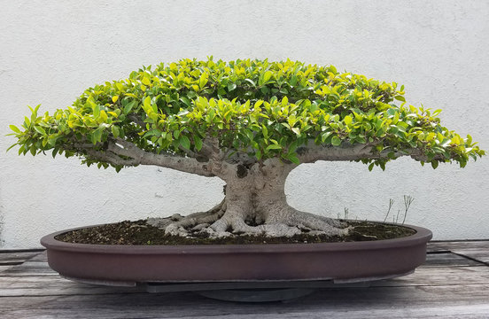 Bonsai and Penjing landscape with miniature ficus tree in a tray