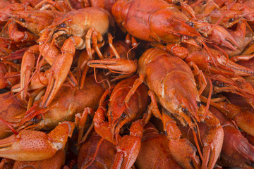 Boiled red crayfish. Tasty boiled crayfishes with dill. Cancers to beer, dill, boiled crawfish, beer snacks, sea crayfish. Fish crabs beer (selective focus)