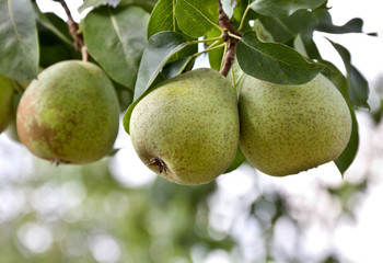 Pear tree with ripe fruits in garden