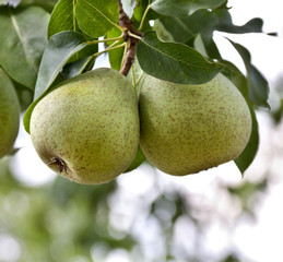 Pear tree with ripe fruits in garden
