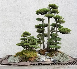 Cercles muraux Bonsaï Paysage de bonsaï et de Penjing avec des arbres à feuilles persistantes miniatures dans un plateau
