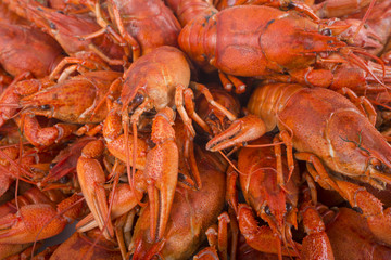 Boiled red crayfish. Tasty boiled crayfishes with dill. Cancers to beer, dill, boiled crawfish, beer snacks, sea crayfish. Fish crabs beer (selective focus)