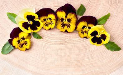 Pansies on wooden oak background. Top view, flat lay