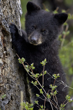 Black bear (Ursus americanus) cub of the year or spring cub, Yellowstone National Park, Wyoming