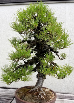 Bonsai and Penjing landscape with miniature pine tree in a tray