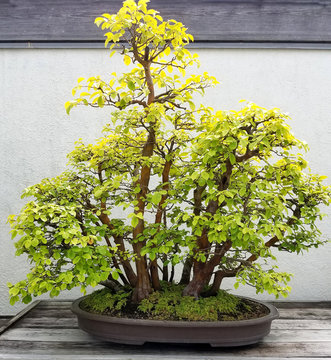 Bonsai and Penjing landscape with miniature deciduous quince trees in a tray