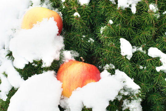 needles with snow and ripe juicy apples