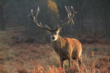 Christmas reindeer with antlers
