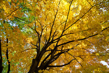 Herbstlaubfärbung