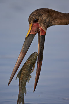 Saddle-billed stork (Ephippiorhynchus senegalensis) with a fish, Kruger National Park