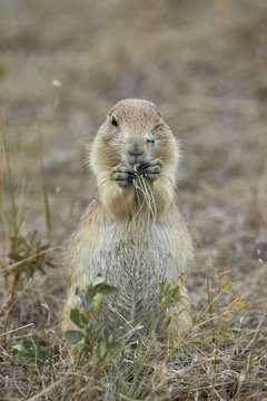 Black-tailed prairie dog (blacktail prairie dog) (Cynomys ludovicianus) eating, Custer State Park, South Dakota