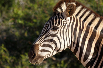 Fototapeta na wymiar Burchell's Zebra eating on a leave