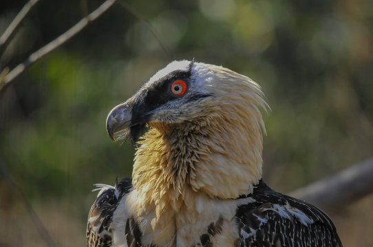 Gipeto_Gypaetus barbatus