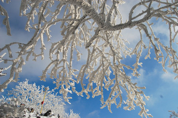 Snowy trees in Slovakia