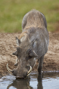 Warthog (Phacochoerus aethiopicus) drinking, Addo Elephant National Park