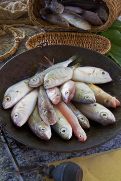 Steelyard balance containing Mediterranean reef fish including Salema porgy, goatfish, sea bream, tub gurnard, comber and red bandfish