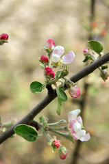 floral background apple tree brunch with flowers - symbol of new life, renovtion, hope