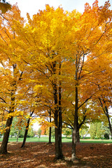 Fototapeta premium Herbstlaubfärbung