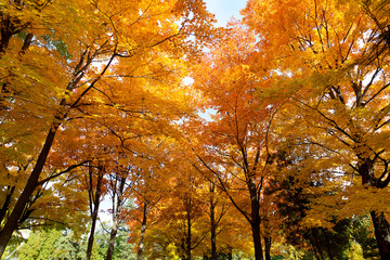 Fototapeta na wymiar Herbstlaubfärbung