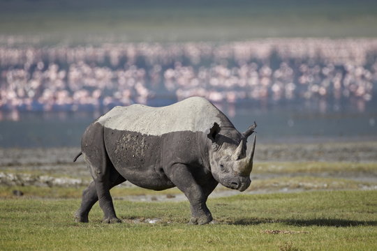 Black rhinoceros (hook-lipped rhinoceros) (Diceros bicornis), Ngorongoro Crater, Tanzania 