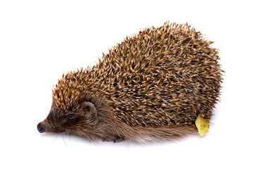 
Young hedgehog with yellow leaf on white background