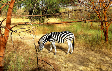 Zebra Afrika Safari