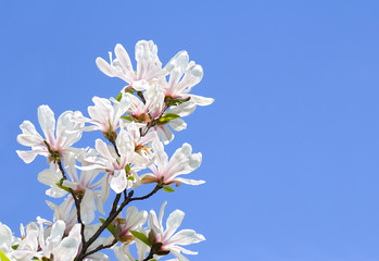 Blooming magnolia  against the sky