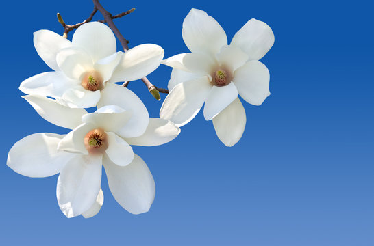 Fototapeta Blooming magnolia tree against the sky