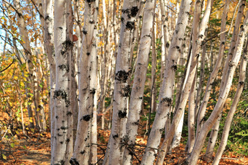 Obraz premium Birkenwald