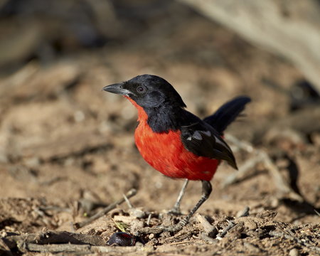 Crimson-breasted boubou (crimson-breasted shrike) (Laniarius atrococcieneus), Kgalagadi Transfrontier Park, encompassing the former Kalahari Gemsbok National Park 