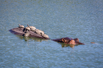 Fototapeta premium Turtles Sunbathing on a Hippopotamus - Kruger National Park, South Africa