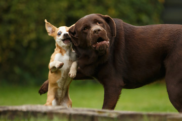 Welpe spielt mit Labrador © Nadine Haase
