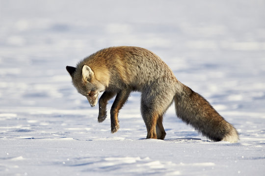 Cross Fox, Red Fox (Vulpes vulpes) (Vulpes fulva) pouncing on prey in the snow, Grand Teton National Park, Wyoming