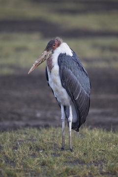 Marabou stork (Leptoptilos crumeniferus), Serengeti National Park, Tanzania