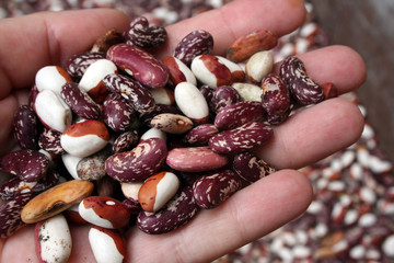 kidney beans on the hand