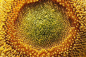 Beautiful yellow sunflower