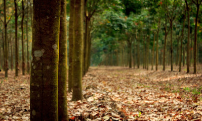Rubber tree plantation.