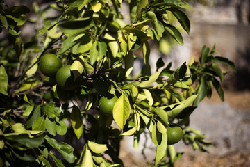 Organic citrus fruits in Ivan Dolac, Hvar island - Croatia