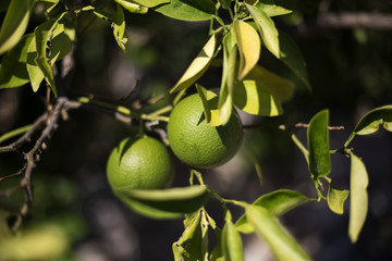 Organic citrus fruits in Ivan Dolac, Hvar island - Croatia