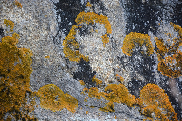 Stone wiss moss as a background