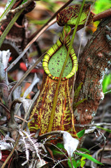 Pitcher plant in rain forest